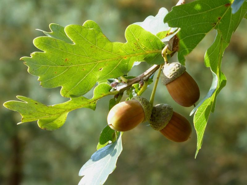03 Quercus Eikels Waarnemingen.Nl