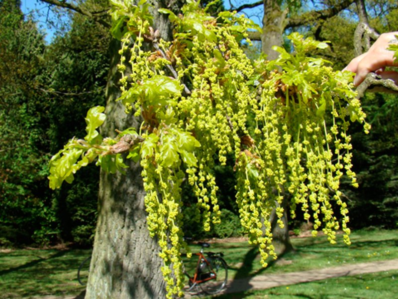 03 Quercus Bloei Flora Van Nederland