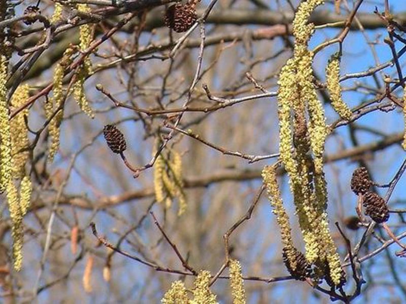 01 Alnus Bloei Nature Today