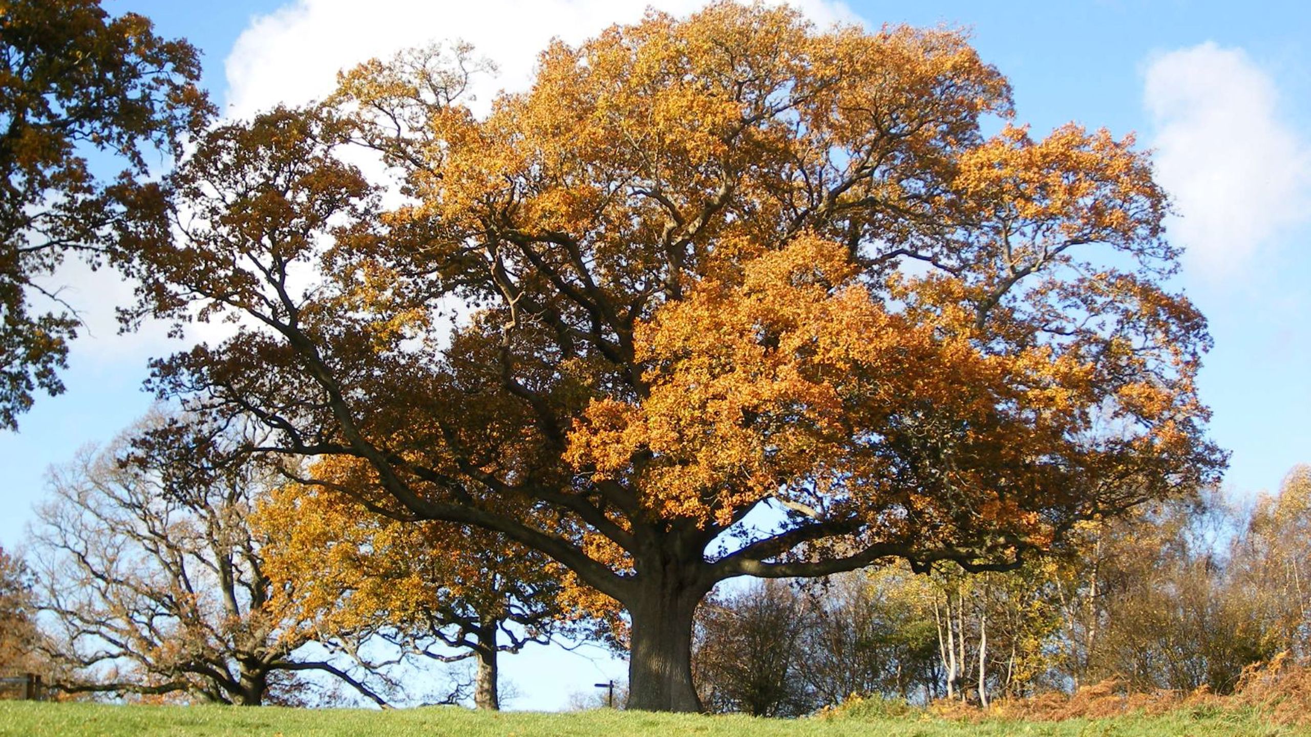 03 Quercus Herfst Trees And Shrubs Online