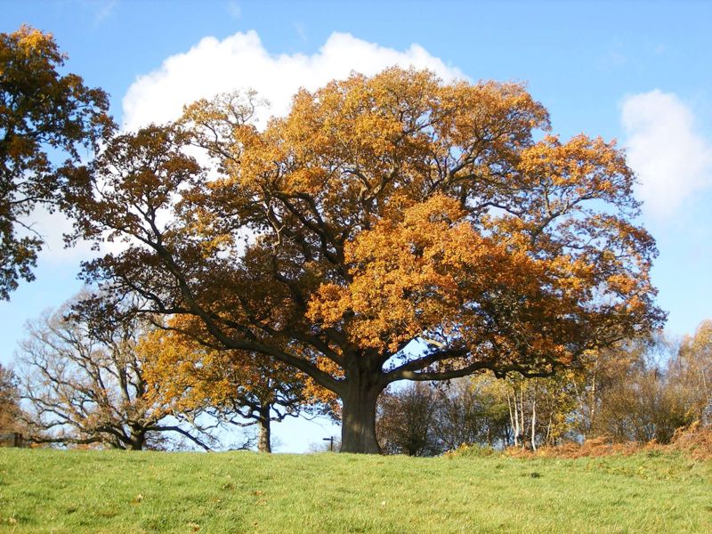 03 Quercus Herfst Trees And Shrubs Online