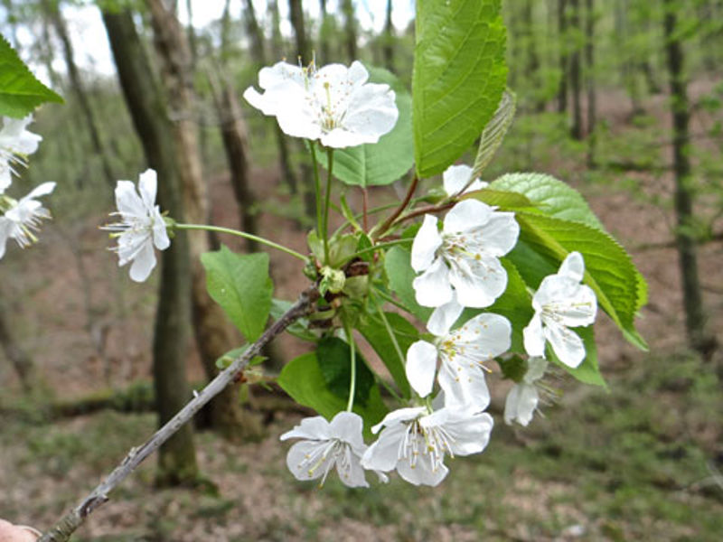 05 Prunus Bloesem Flora Van Nederland