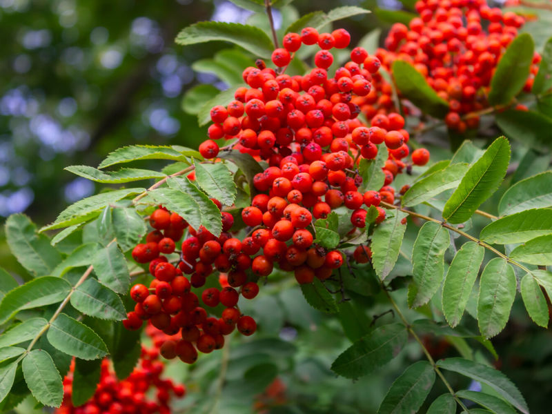 02 Sorbus Blad Tuinadvies