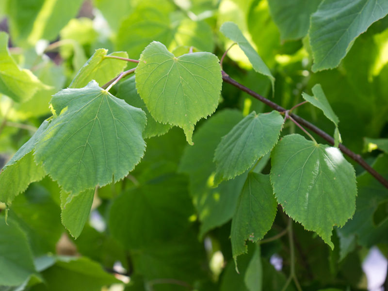 04 Tilia Blad Natuurlijk Sterker