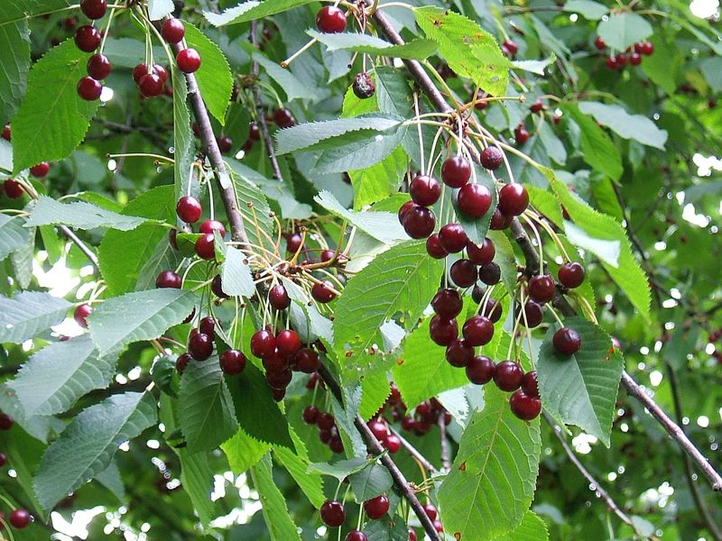 05 Prunus Kers Wikipedia