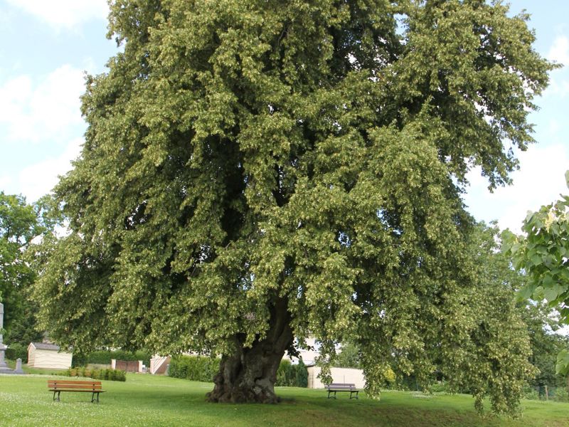 Tilia Cordata