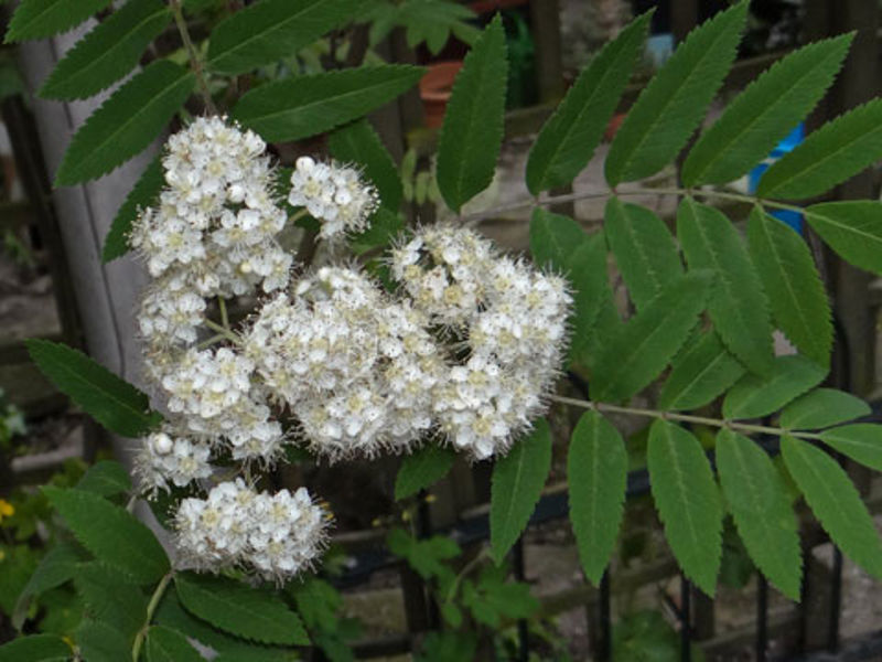 02 Sorbus Bloesem Flora Van Nederland