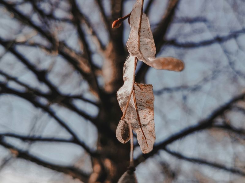 04 Tilia Free To Use Under The Unsplash License