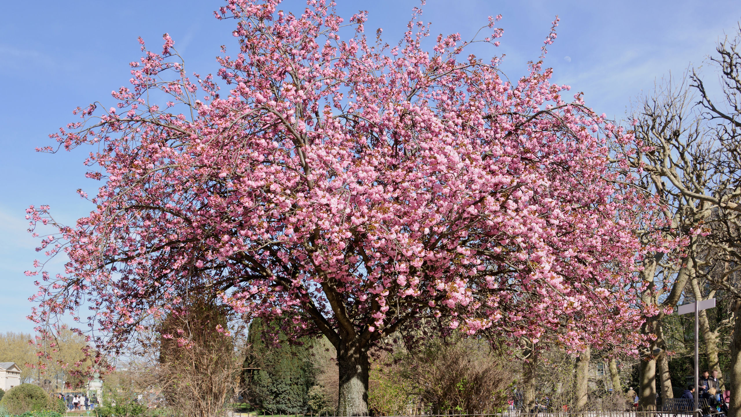 05 Prunus Japanse Sierkers Wikipedia