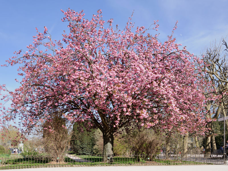 05 Prunus Japanse Sierkers Wikipedia