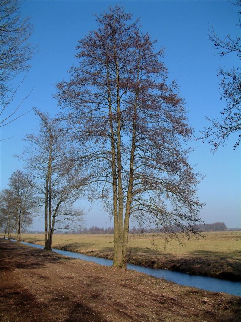 01 Alnus Water NDFF Verspreidingsatlas