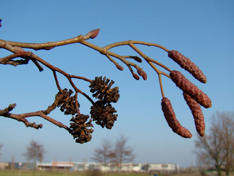 01 Alnus Katjes Flora Van Nederland