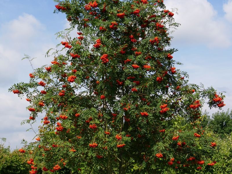 Sorbus Aucuparia 1 1